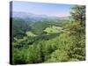 Coed Y Brennin Forest, Near Dolgellau, Snowdonia National Park, Gwynedd, Wales-Duncan Maxwell-Stretched Canvas