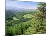 Coed Y Brennin Forest, Near Dolgellau, Snowdonia National Park, Gwynedd, Wales-Duncan Maxwell-Mounted Photographic Print