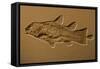 Coelacanth Fossil Germany-null-Framed Stretched Canvas