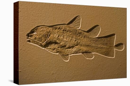 Coelacanth Fossil Germany-null-Stretched Canvas