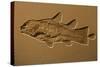Coelacanth Fossil Germany-null-Stretched Canvas