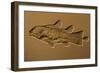 Coelacanth Fossil Germany-null-Framed Photographic Print