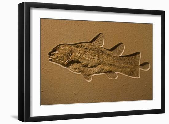 Coelacanth Fossil Germany-null-Framed Photographic Print