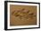 Coelacanth Fossil Germany-null-Framed Photographic Print