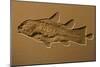 Coelacanth Fossil Germany-null-Mounted Photographic Print