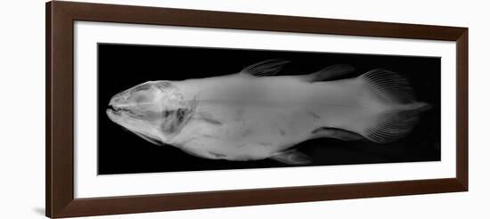 Coelacanth-Sandra J. Raredon-Framed Art Print