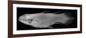 Coelacanth-Sandra J. Raredon-Framed Art Print