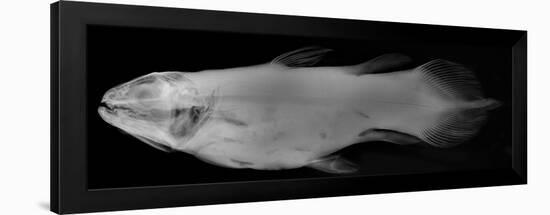 Coelacanth-Sandra J. Raredon-Framed Art Print