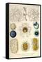 Coelodendrum Gracillimum, Collozoum, C. Pelagicum, C. Coeruleum, Rhaphidozoum-Ernst Haeckel-Framed Stretched Canvas