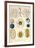 Coelodendrum Gracillimum, Collozoum, C. Pelagicum, C. Coeruleum, Rhaphidozoum-Ernst Haeckel-Framed Art Print