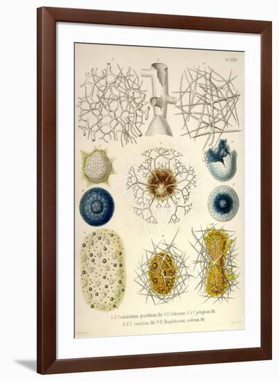 Coelodendrum Gracillimum, Collozoum, C. Pelagicum, C. Coeruleum, Rhaphidozoum-Ernst Haeckel-Framed Art Print