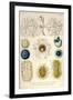 Coelodendrum Gracillimum, Collozoum, C. Pelagicum, C. Coeruleum, Rhaphidozoum-Ernst Haeckel-Framed Art Print