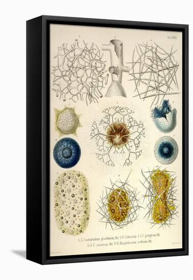 Coelodendrum Gracillimum, Collozoum, C. Pelagicum, C. Coeruleum, Rhaphidozoum-Ernst Haeckel-Framed Stretched Canvas