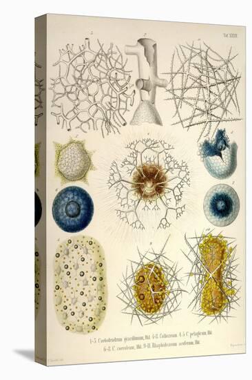 Coelodendrum Gracillimum, Collozoum, C. Pelagicum, C. Coeruleum, Rhaphidozoum-Ernst Haeckel-Stretched Canvas