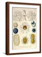 Coelodendrum Gracillimum, Collozoum, C. Pelagicum, C. Coeruleum, Rhaphidozoum-Ernst Haeckel-Framed Art Print