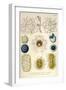 Coelodendrum Gracillimum, Collozoum, C. Pelagicum, C. Coeruleum, Rhaphidozoum-Ernst Haeckel-Framed Art Print