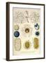 Coelodendrum Gracillimum, Collozoum, C. Pelagicum, C. Coeruleum, Rhaphidozoum-Ernst Haeckel-Framed Art Print