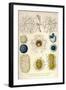 Coelodendrum Gracillimum, Collozoum, C. Pelagicum, C. Coeruleum, Rhaphidozoum-Ernst Haeckel-Framed Art Print