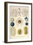 Coelodendrum Gracillimum, Collozoum, C. Pelagicum, C. Coeruleum, Rhaphidozoum-Ernst Haeckel-Framed Premium Giclee Print
