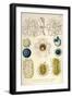 Coelodendrum Gracillimum, Collozoum, C. Pelagicum, C. Coeruleum, Rhaphidozoum-Ernst Haeckel-Framed Premium Giclee Print