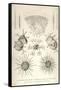 Coelodendrum Ramosissimum and Others-Ernst Haeckel-Framed Stretched Canvas