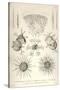 Coelodendrum Ramosissimum and Others-Ernst Haeckel-Stretched Canvas