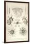 Coelodendrum Ramosissimum and Others-Ernst Haeckel-Framed Art Print