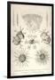 Coelodendrum Ramosissimum and Others-Ernst Haeckel-Framed Art Print