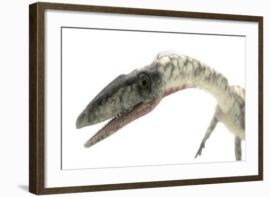 Coelophysis Close-Up-Stocktrek Images-Framed Art Print