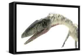 Coelophysis Close-Up-Stocktrek Images-Framed Stretched Canvas