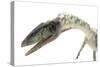 Coelophysis Close-Up-Stocktrek Images-Stretched Canvas