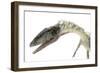 Coelophysis Close-Up-Stocktrek Images-Framed Premium Giclee Print