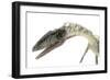 Coelophysis Close-Up-Stocktrek Images-Framed Premium Giclee Print