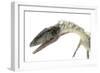 Coelophysis Close-Up-Stocktrek Images-Framed Premium Giclee Print