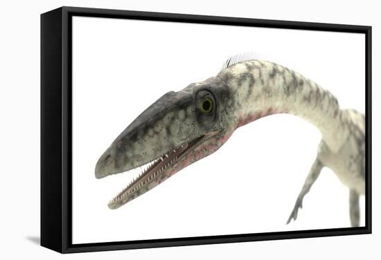 Coelophysis Close-Up-Stocktrek Images-Framed Stretched Canvas