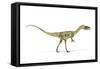 Coelophysis Dinosaur, Artwork-null-Framed Stretched Canvas