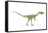 Coelophysis Dinosaur, Artwork-null-Framed Stretched Canvas