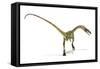 Coelophysis Dinosaur, Artwork-null-Framed Stretched Canvas