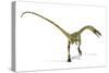 Coelophysis Dinosaur, Artwork-null-Stretched Canvas