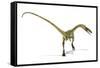 Coelophysis Dinosaur, Artwork-null-Framed Stretched Canvas