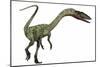 Coelophysis Dinosaur-Stocktrek Images-Mounted Art Print