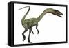 Coelophysis Dinosaur-Stocktrek Images-Framed Stretched Canvas