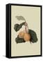 Coes Golden Drop - Plum-William Hooker-Framed Stretched Canvas