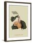 Coes Golden Drop - Plum-William Hooker-Framed Art Print