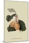 Coes Golden Drop - Plum-William Hooker-Mounted Art Print