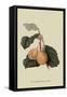 Coes Golden Drop - Plum-William Hooker-Framed Stretched Canvas