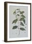 Coffea Arabica (Coffee) Botanical Plate from 'La Botanique Mise a La Portee De Tout Le Monde' by Ni-Genevieve Regnault De Nangis-Framed Giclee Print