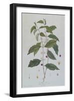 Coffea Arabica (Coffee) Botanical Plate from 'La Botanique Mise a La Portee De Tout Le Monde' by Ni-Genevieve Regnault De Nangis-Framed Giclee Print