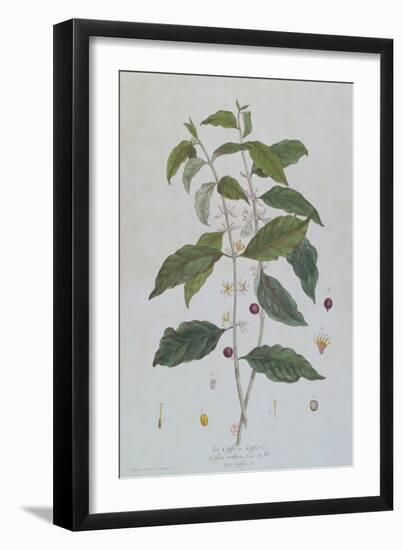 Coffea Arabica (Coffee) Botanical Plate from 'La Botanique Mise a La Portee De Tout Le Monde' by Ni-Genevieve Regnault De Nangis-Framed Giclee Print