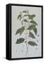 Coffea Arabica (Coffee) Botanical Plate from 'La Botanique Mise a La Portee De Tout Le Monde' by Ni-Genevieve Regnault De Nangis-Framed Stretched Canvas